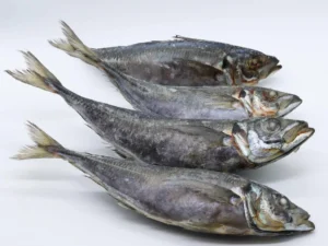 POISSONS HORSE MACKEREL 20+/30kg