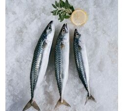 POISSONS HORSE MACKEREL 18+/21kg