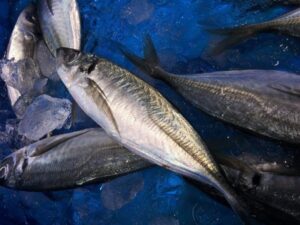 POISSONS HORSE MACKEREL 25+/30kg