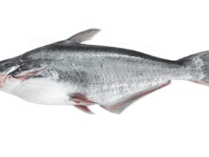 POISSONS PANGASUIS 10 KG BON (300-500g)  MALANGUA